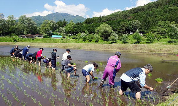 田植え体験